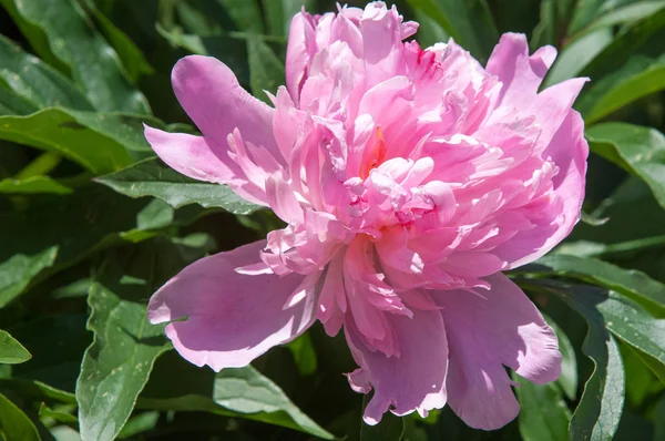 Çiçekli yaz manzara. Peonies kırmızı renktedir. Uzun onun muhteşem çiçekler için ekili olmuştur bir otsu ya da çalı bitki'nın kuzey ılıman bölgelerin,.
