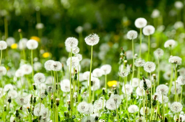 Fotoğraf bulanık yaz yatay, çiçekler var. Karahindiba tohumları. Karahindiba tohumları ile rozet yaprak, tohum tüylü demetleri ile küresel başkanları ve süt lateks içeren kaynaklanıyor.
