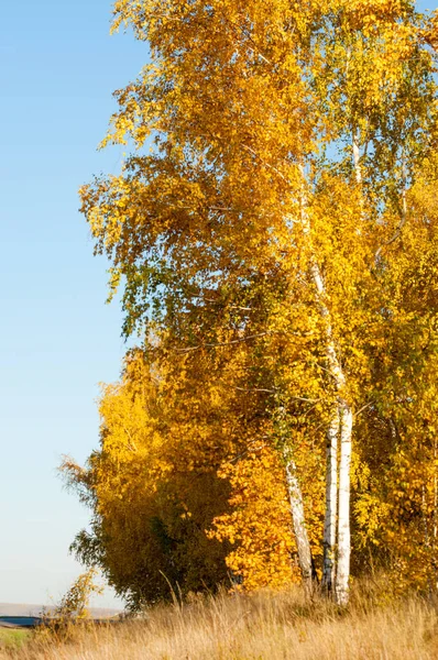 Sonbahar manzara, ağaç meşe akçaağaç sonbahar renkleri, eski çim boyanmıştı. Güzel renkli sonbahar yaprakları yeşil, sarı, turuncu, kırmızı topluluğu