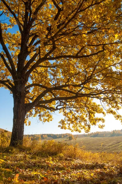 Sonbahar manzara, ağaç meşe akçaağaç sonbahar renkleri, eski çim boyanmıştı. Güzel renkli sonbahar yaprakları yeşil, sarı, turuncu, kırmızı topluluğu