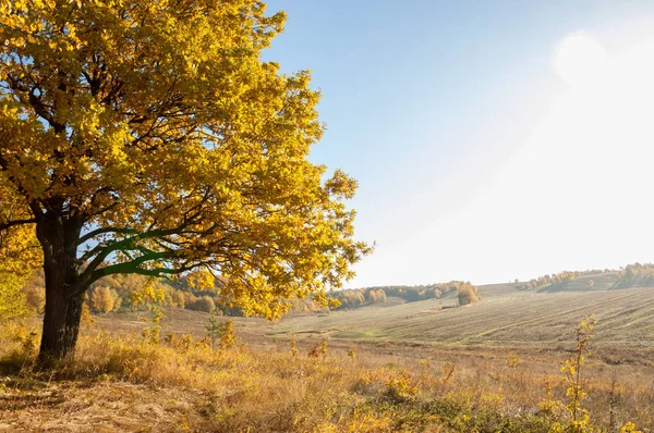 Sonbahar manzara, ağaç meşe akçaağaç sonbahar renkleri, eski çim boyanmıştı. Güzel renkli sonbahar yaprakları yeşil, sarı, turuncu, kırmızı topluluğu