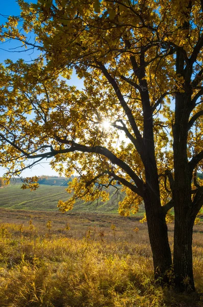 Sonbahar manzara, ağaç meşe akçaağaç sonbahar renkleri, eski çim boyanmıştı. Güzel renkli sonbahar yaprakları yeşil, sarı, turuncu, kırmızı topluluğu