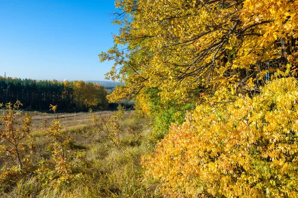 Sonbahar manzara, ağaç meşe akçaağaç sonbahar renkleri, eski çim boyanmıştı. Güzel renkli sonbahar yaprakları yeşil, sarı, turuncu, kırmızı topluluğu