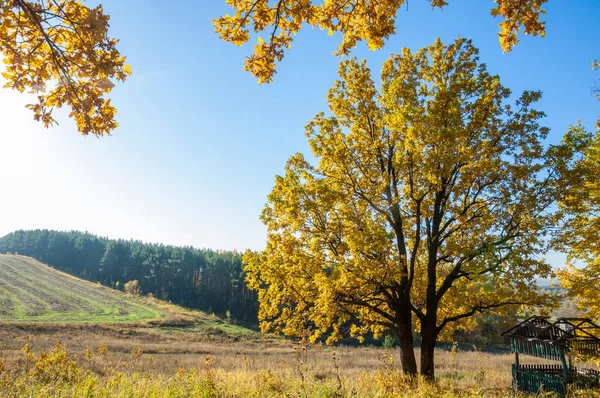 Sonbahar manzara, ağaç meşe akçaağaç sonbahar renkleri, eski çim boyanmıştı. Güzel renkli sonbahar yaprakları yeşil, sarı, turuncu, kırmızı topluluğu