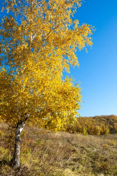 Sonbahar manzara, ağaç meşe akçaağaç sonbahar renkleri, eski çim boyanmıştı. Güzel renkli sonbahar yaprakları yeşil, sarı, turuncu, kırmızı topluluğu