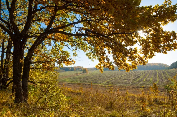 Sonbahar manzara, ağaç meşe akçaağaç sonbahar renkleri, eski çim boyanmıştı. Güzel renkli sonbahar yaprakları yeşil, sarı, turuncu, kırmızı topluluğu