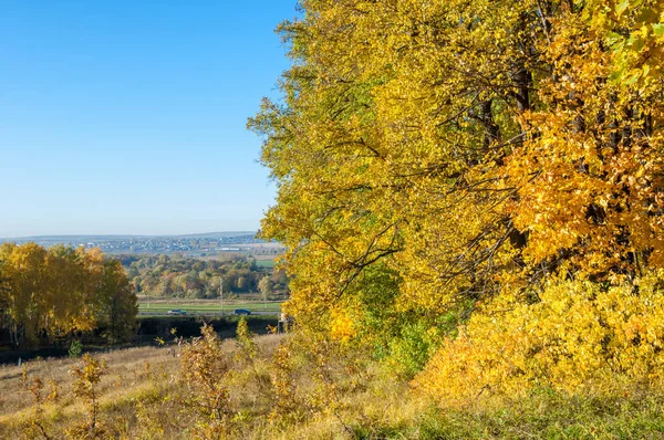 Sonbahar manzara, ağaç meşe akçaağaç sonbahar renkleri, eski çim boyanmıştı. Güzel renkli sonbahar yaprakları yeşil, sarı, turuncu, kırmızı topluluğu