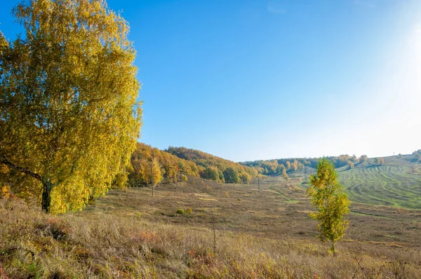 Sonbahar manzara, ağaç meşe akçaağaç sonbahar renkleri, eski çim boyanmıştı. Güzel renkli sonbahar yaprakları yeşil, sarı, turuncu, kırmızı topluluğu