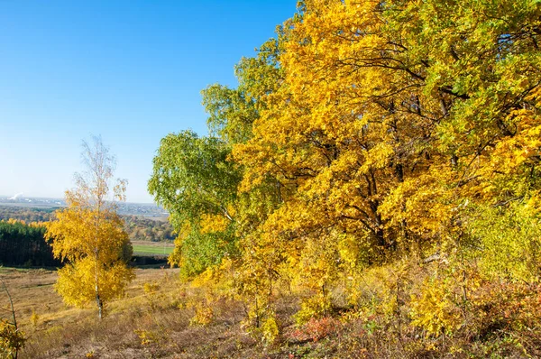 Paisaje Otoñal Abedules Roble Arce Fueron Pintados Colores Otoñales Hierba — Foto de Stock