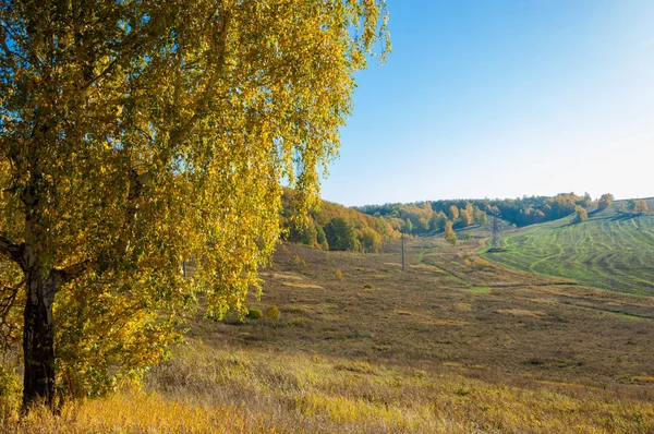 Sonbahar manzara, ağaç meşe akçaağaç sonbahar renkleri, eski çim boyanmıştı. Güzel renkli sonbahar yaprakları yeşil, sarı, turuncu, kırmızı topluluğu