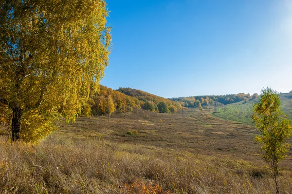 秋天的山水 白桦树上的枫树被漆成秋天的颜色 收藏美丽多彩的秋叶绿 — 图库照片