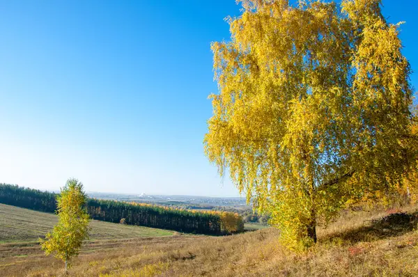 Sonbahar manzara, ağaç meşe akçaağaç sonbahar renkleri, eski çim boyanmıştı. Güzel renkli sonbahar yaprakları yeşil, sarı, turuncu, kırmızı topluluğu