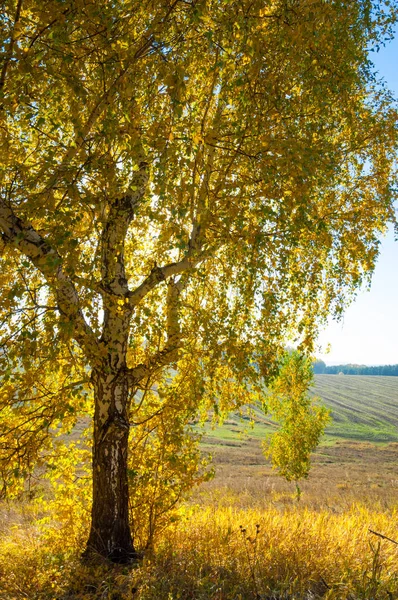 Sonbahar manzara, ağaç meşe akçaağaç sonbahar renkleri, eski çim boyanmıştı. Güzel renkli sonbahar yaprakları yeşil, sarı, turuncu, kırmızı topluluğu
