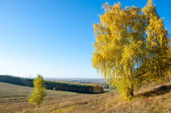 Sonbahar manzara, ağaç meşe akçaağaç sonbahar renkleri, eski çim boyanmıştı. Güzel renkli sonbahar yaprakları yeşil, sarı, turuncu, kırmızı topluluğu