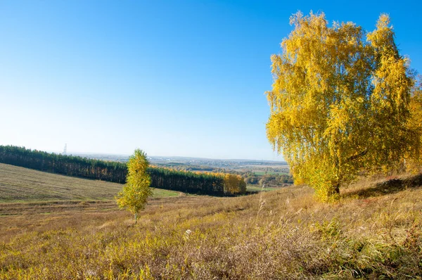 Sonbahar manzara, ağaç meşe akçaağaç sonbahar renkleri, eski çim boyanmıştı. Güzel renkli sonbahar yaprakları yeşil, sarı, turuncu, kırmızı topluluğu