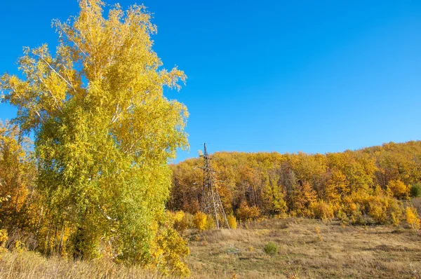Sonbahar manzara, ağaç meşe akçaağaç sonbahar renkleri, eski çim boyanmıştı. Güzel renkli sonbahar yaprakları yeşil, sarı, turuncu, kırmızı topluluğu