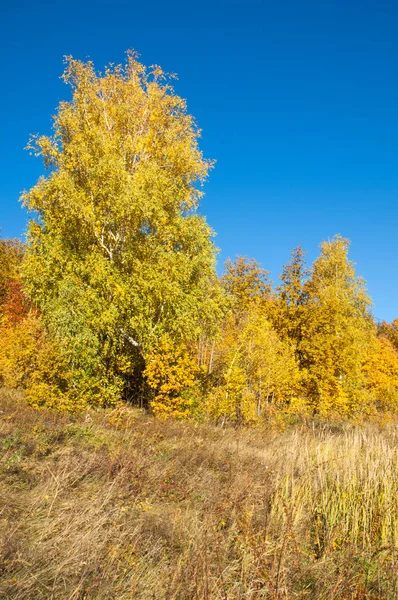 秋の風景 白樺オークのカエデの木は 古い草紅葉の塗られました カラフルな美しい紅葉の緑 オレンジ 赤のコレクション — ストック写真