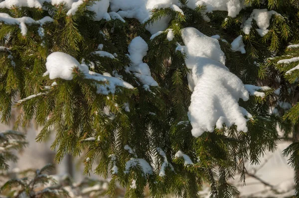 Winterlandschaft Auf Den Ästen Der Fichten Gibt Große Ansammlungen Von — Stockfoto