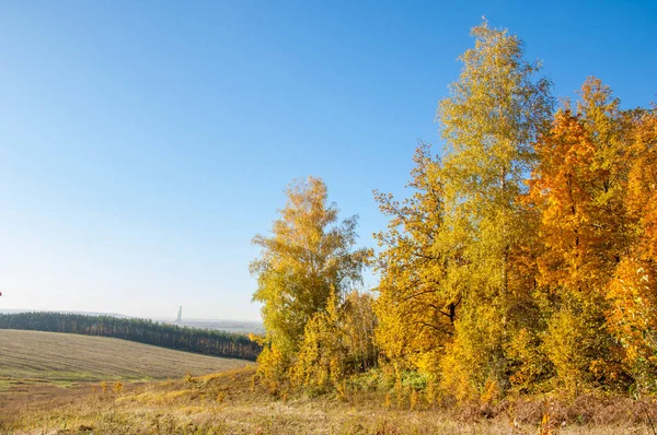 Sonbahar manzara, ağaç meşe akçaağaç sonbahar renkleri, eski çim boyanmıştı. Güzel renkli sonbahar yaprakları yeşil, sarı, turuncu, kırmızı topluluğu