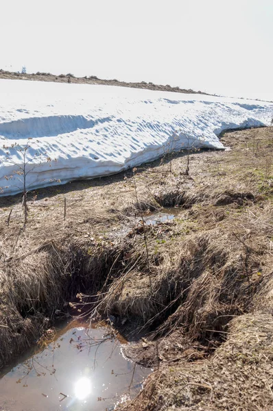 Bahar peyzaj, tenha yerlerde son kar. Parlak güneş kar erir. Yeşil çam. Yaprak döken ağaçların yaprakları olmadan. Kar suyu eritebilir. Geçen yılki çim sarı.