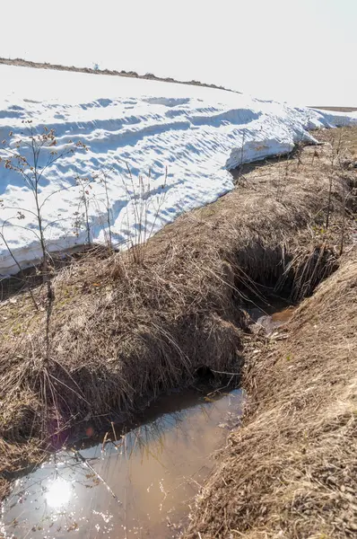 Bahar peyzaj, tenha yerlerde son kar. Parlak güneş kar erir. Yeşil çam. Yaprak döken ağaçların yaprakları olmadan. Kar suyu eritebilir. Geçen yılki çim sarı.