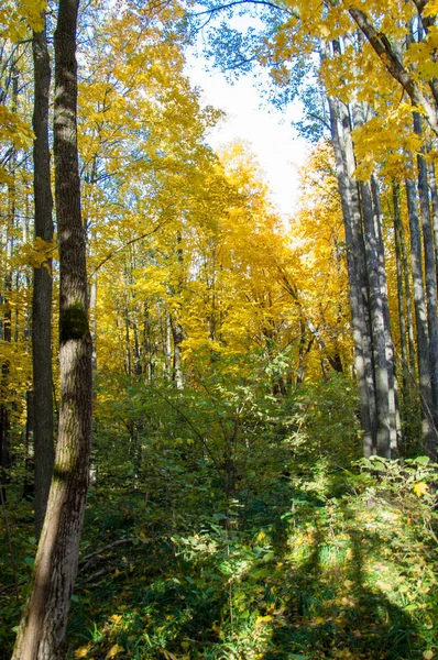 Sonbahar manzara, ağaç meşe akçaağaç sonbahar renkleri, eski çim boyanmıştı. Güzel renkli sonbahar yaprakları yeşil, sarı, turuncu, kırmızı topluluğu