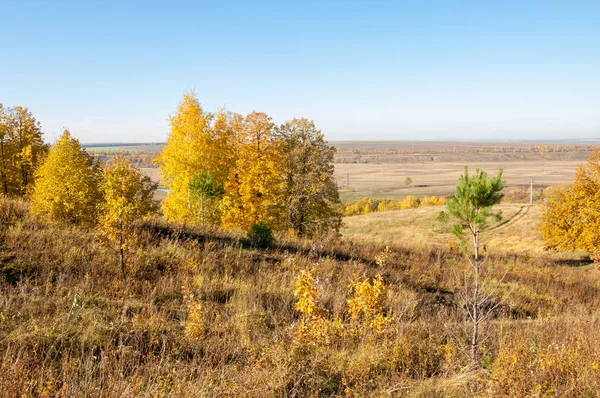 Sonbahar manzara, ağaç meşe akçaağaç sonbahar renkleri, eski çim boyanmıştı. Güzel renkli sonbahar yaprakları yeşil, sarı, turuncu, kırmızı topluluğu