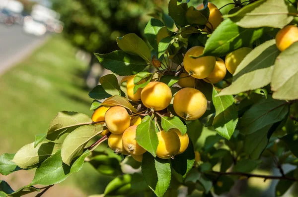 Yaban Elması Yaban Elması Malus Gülgiller Rosaceae Familyasından Bir Elma Stok Fotoğraf