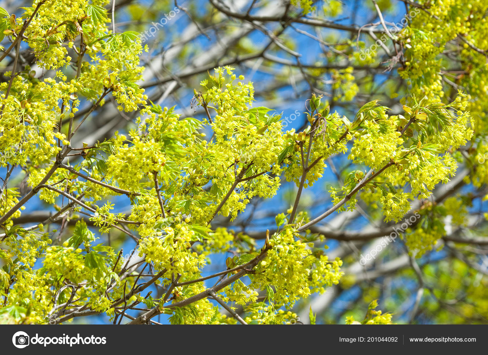 Spring Photo Flowers Maple Tree Spring Flowers Norway Maple Tree — Stock Photo © ekina1 201044092