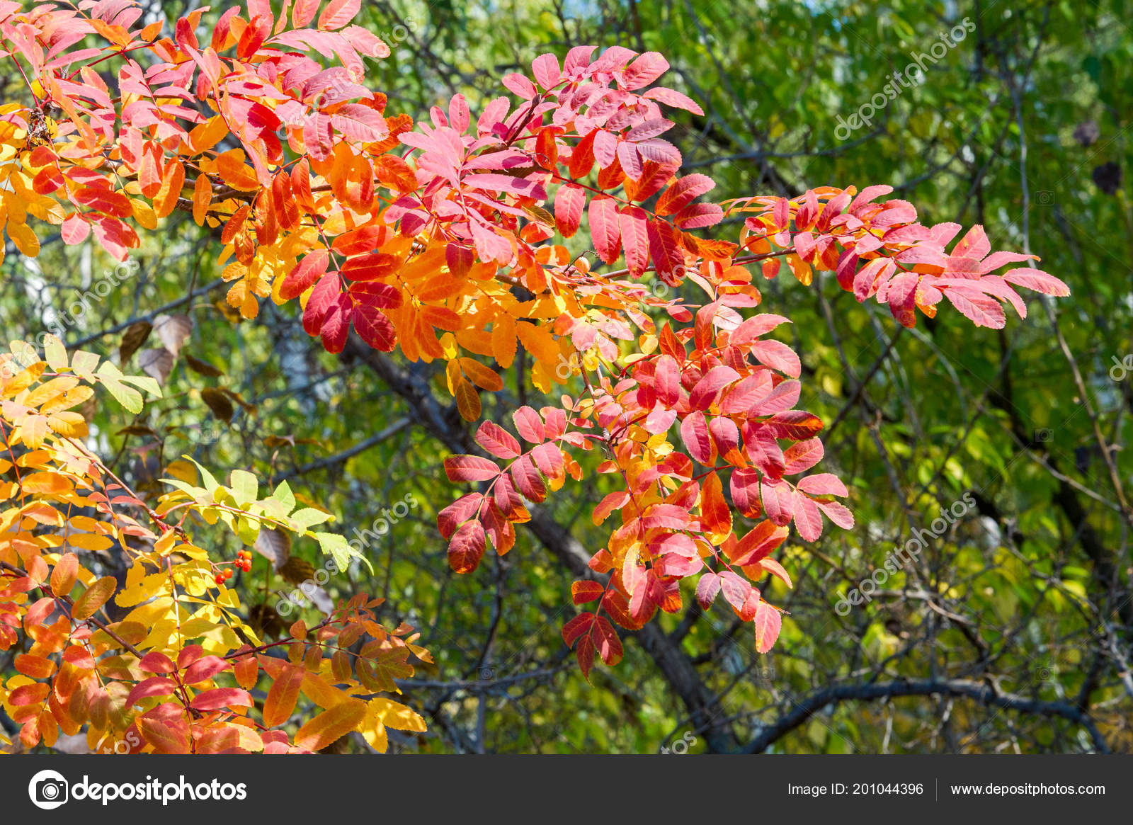 Texture Arrière Plan Motif Feuilles Automne Sorbier Jaune