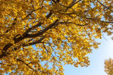 Sonbahar manzara, ağaç meşe akçaağaç sonbahar renkleri, eski çim boyanmıştı. Güzel renkli sonbahar yaprakları yeşil, sarı, turuncu, kırmızı topluluğu