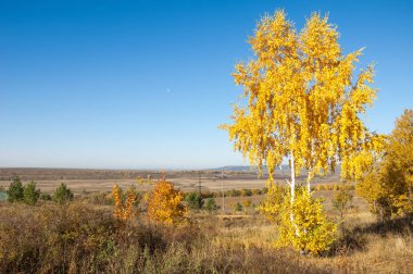 Sonbahar manzara, ağaç meşe akçaağaç sonbahar renkleri, eski çim boyanmıştı. Güzel renkli sonbahar yaprakları yeşil, sarı, turuncu, kırmızı topluluğu