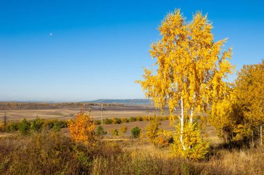 Sonbahar manzara, ağaç meşe akçaağaç sonbahar renkleri, eski çim boyanmıştı. Güzel renkli sonbahar yaprakları yeşil, sarı, turuncu, kırmızı topluluğu