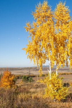 Sonbahar manzara, ağaç meşe akçaağaç sonbahar renkleri, eski çim boyanmıştı. Güzel renkli sonbahar yaprakları yeşil, sarı, turuncu, kırmızı topluluğu