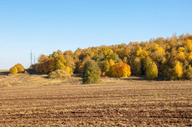 Sonbahar manzara. Alan bir sonbahar ağaç arka plan üzerinde sürme. renkli ağaçlar. kırmızı kahverengi renk sarı, altın. 