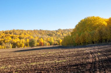 Sonbahar manzara. Alan bir sonbahar ağaç arka plan üzerinde sürme. renkli ağaçlar. kırmızı kahverengi renk sarı, altın. 