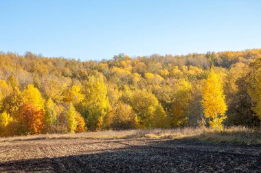 Sonbahar manzara. Alan bir sonbahar ağaç arka plan üzerinde sürme. renkli ağaçlar. kırmızı kahverengi renk sarı, altın. 