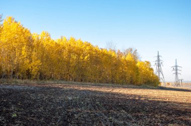 Sonbahar manzara. Alan bir sonbahar ağaç arka plan üzerinde sürme. renkli ağaçlar. kırmızı kahverengi renk sarı, altın. 