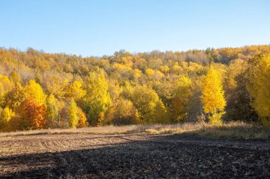 Sonbahar manzara. Alan bir sonbahar ağaç arka plan üzerinde sürme. renkli ağaçlar. kırmızı kahverengi renk sarı, altın. 