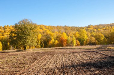 Sonbahar manzara. Alan bir sonbahar ağaç arka plan üzerinde sürme. renkli ağaçlar. kırmızı kahverengi renk sarı, altın. 