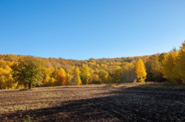 Sonbahar manzara. Alan bir sonbahar ağaç arka plan üzerinde sürme. renkli ağaçlar. kırmızı kahverengi renk sarı, altın. 