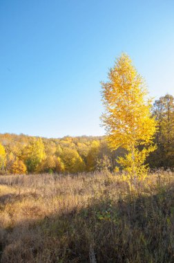 Sonbahar manzara. Alan bir sonbahar ağaç arka plan üzerinde sürme. renkli ağaçlar. kırmızı kahverengi renk sarı, altın. 