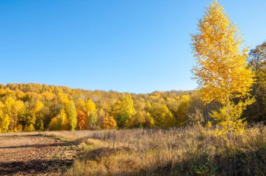Sonbahar manzara. Alan bir sonbahar ağaç arka plan üzerinde sürme. renkli ağaçlar. kırmızı kahverengi renk sarı, altın. 