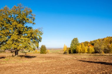 Sonbahar manzara. Alan bir sonbahar ağaç arka plan üzerinde sürme. renkli ağaçlar. kırmızı kahverengi renk sarı, altın. 