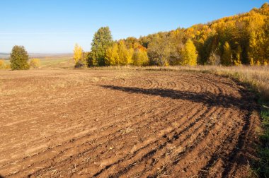 Sonbahar manzara. Alan bir sonbahar ağaç arka plan üzerinde sürme. renkli ağaçlar. kırmızı kahverengi renk sarı, altın. 