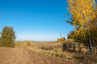 Sonbahar manzara. Alan bir sonbahar ağaç arka plan üzerinde sürme. renkli ağaçlar. kırmızı kahverengi renk sarı, altın. 