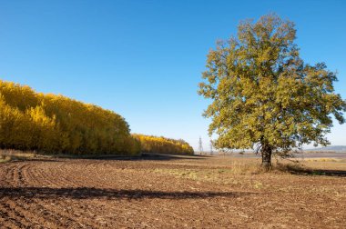 Sonbahar manzara. Alan bir sonbahar ağaç arka plan üzerinde sürme. renkli ağaçlar. kırmızı kahverengi renk sarı, altın. 