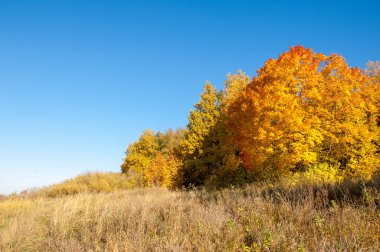 Sonbahar manzara, ağaç meşe akçaağaç sonbahar renkleri, eski çim boyanmıştı. Güzel renkli sonbahar yaprakları yeşil, sarı, turuncu, kırmızı topluluğu