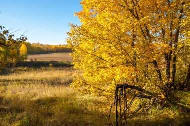 Sonbahar manzara, ağaç meşe akçaağaç sonbahar renkleri, eski çim boyanmıştı. Güzel renkli sonbahar yaprakları yeşil, sarı, turuncu, kırmızı topluluğu