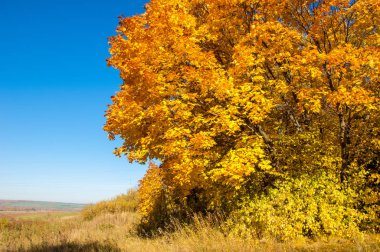 Sonbahar manzara, ağaç meşe akçaağaç sonbahar renkleri, eski çim boyanmıştı. Güzel renkli sonbahar yaprakları yeşil, sarı, turuncu, kırmızı topluluğu